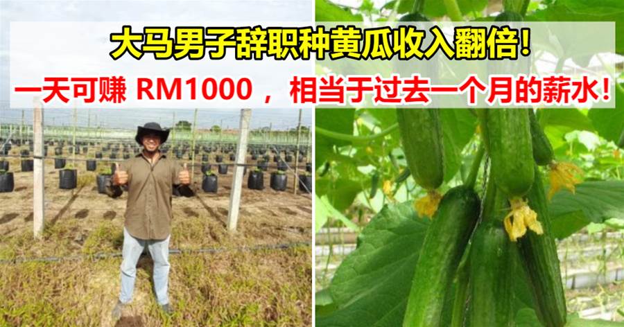 大马男子辞职后自己种黄瓜：如今一天就可赚取 RM1000 的收入，等于他之前一个月的薪水
