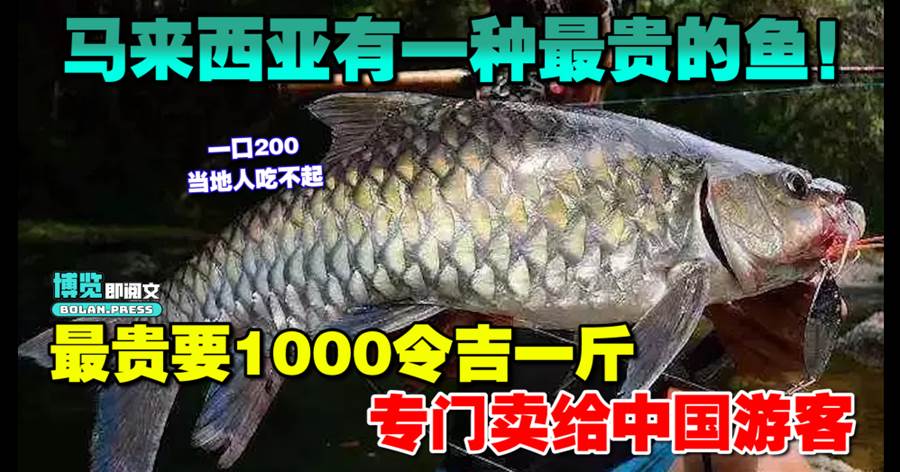 马来西亚有一种鱼，最贵要1000令吉一斤，专门卖给中国游客